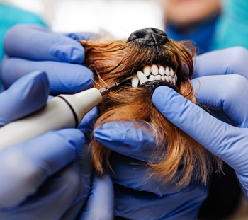 La Vergne Dog Dentist