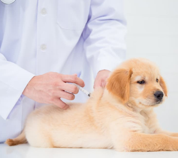 Dog Vaccinations in Johnson City