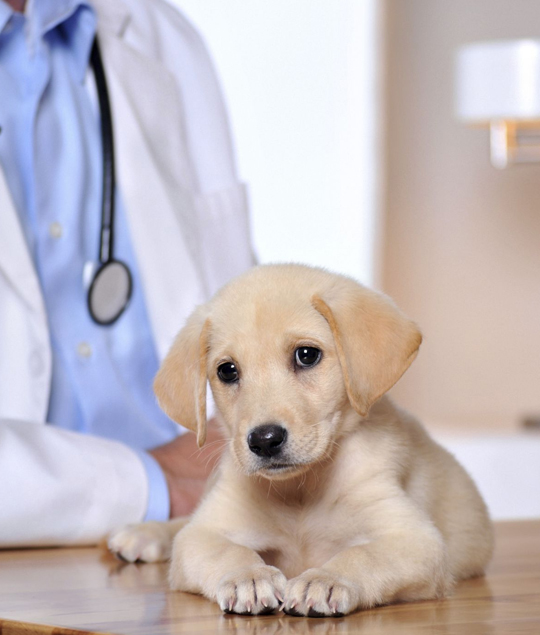 best Midway veterinarian clinic