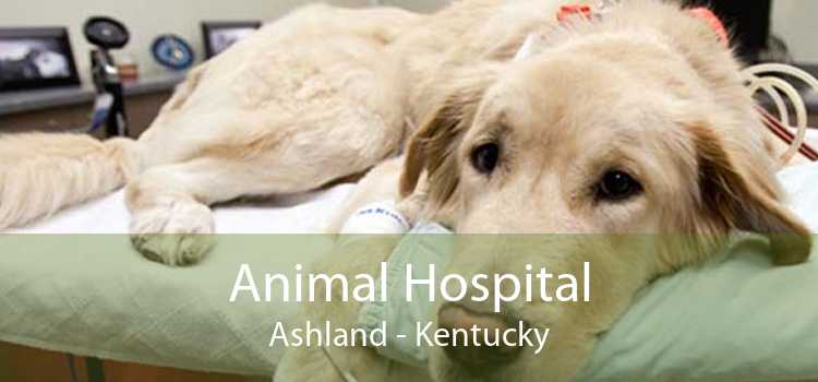 Animal Hospital Ashland - Kentucky