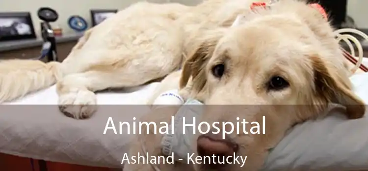 Animal Hospital Ashland - Kentucky