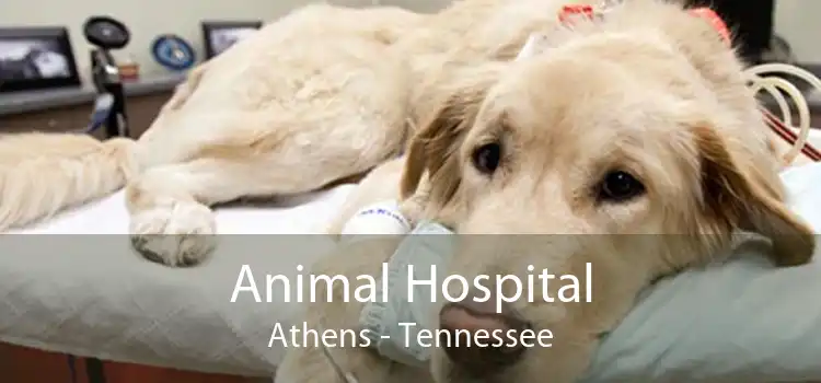 Animal Hospital Athens - Tennessee