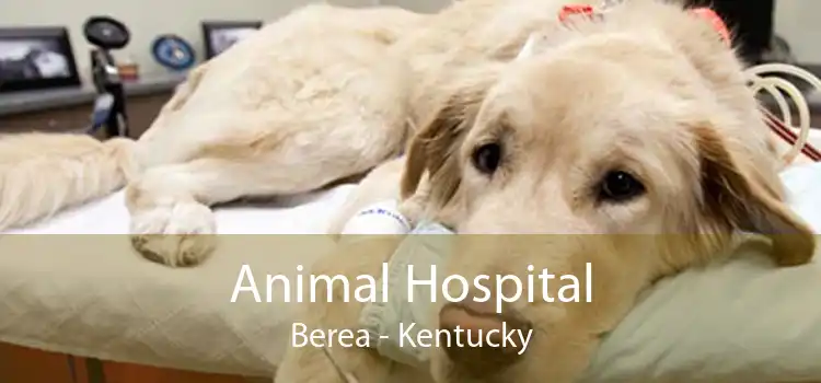 Animal Hospital Berea - Kentucky