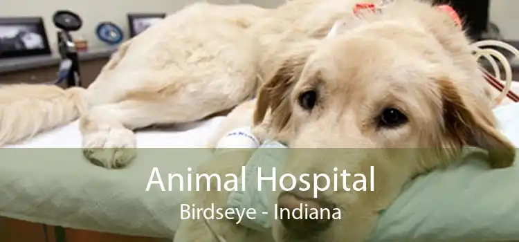 Animal Hospital Birdseye - Indiana