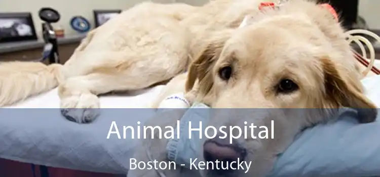 Animal Hospital Boston - Kentucky