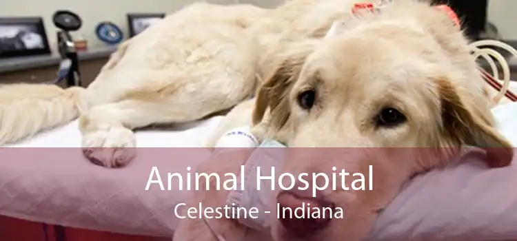 Animal Hospital Celestine - Indiana