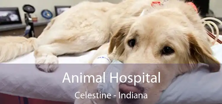 Animal Hospital Celestine - Indiana