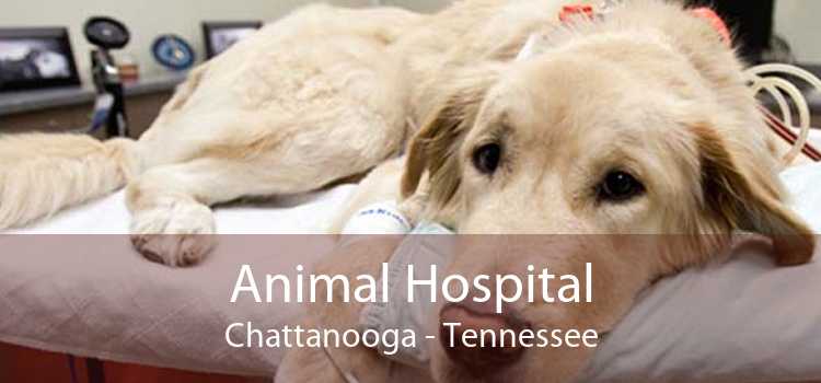Animal Hospital Chattanooga - Tennessee