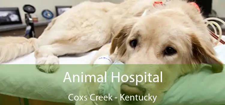 Animal Hospital Coxs Creek - Kentucky