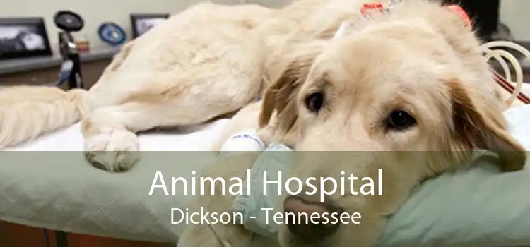 Animal Hospital Dickson - Tennessee