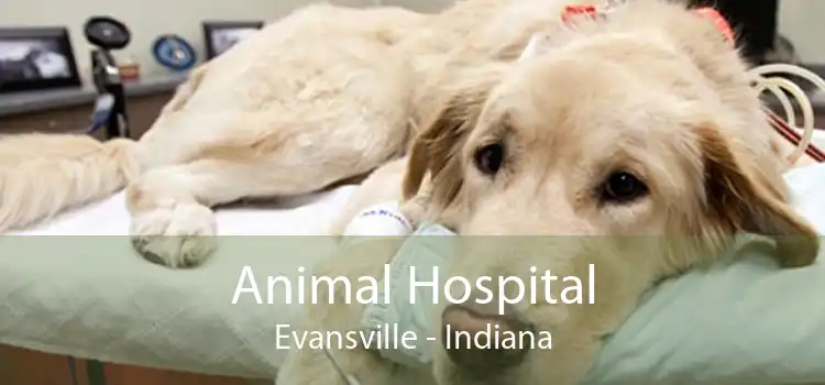 Animal Hospital Evansville - Indiana