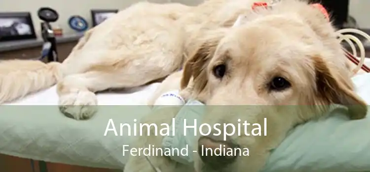 Animal Hospital Ferdinand - Indiana