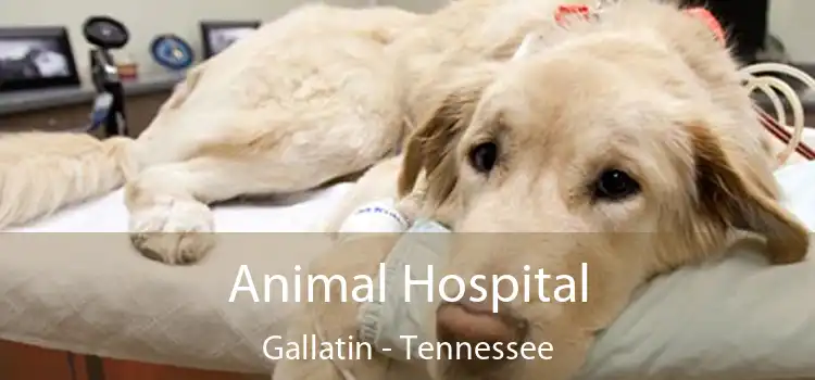 Animal Hospital Gallatin - Tennessee