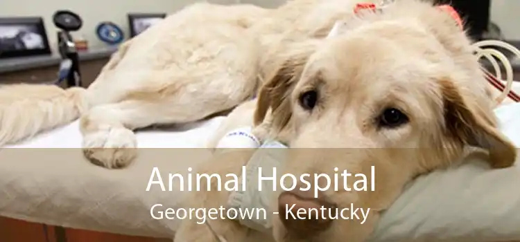 Animal Hospital Georgetown - Kentucky