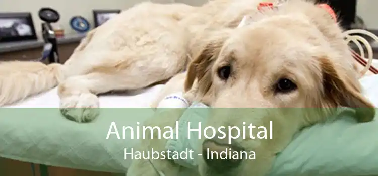 Animal Hospital Haubstadt - Indiana