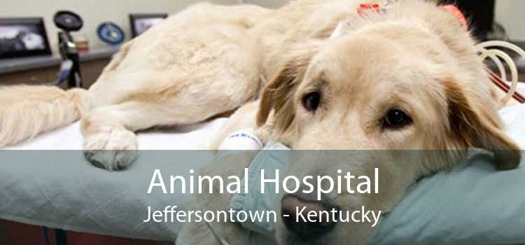 Animal Hospital Jeffersontown - Kentucky