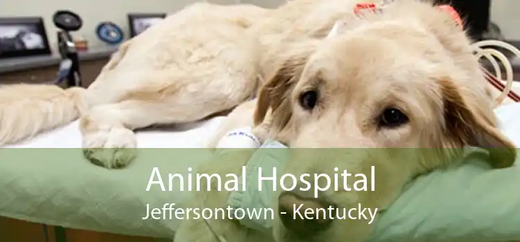 Animal Hospital Jeffersontown - Kentucky