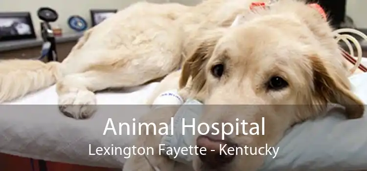 Animal Hospital Lexington Fayette - Kentucky
