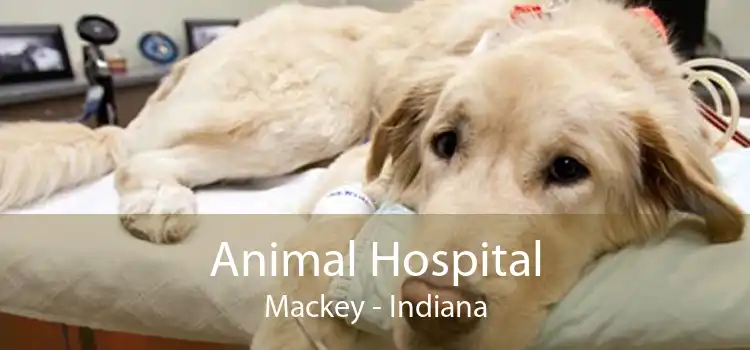 Animal Hospital Mackey - Indiana