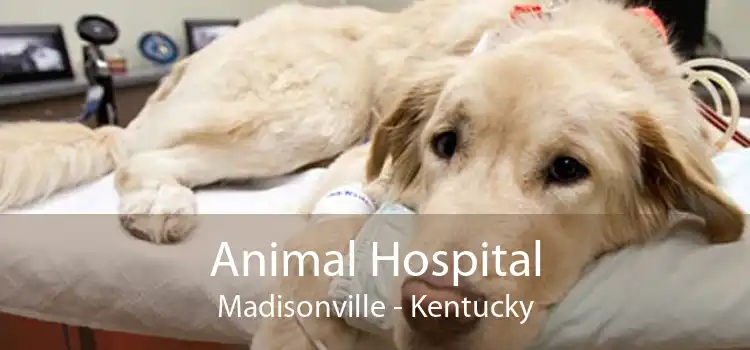 Animal Hospital Madisonville - Kentucky
