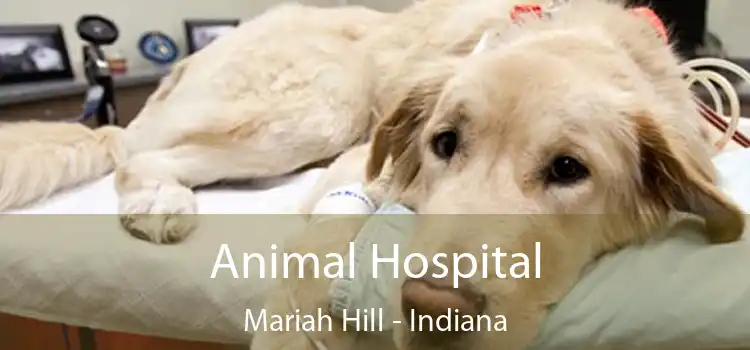 Animal Hospital Mariah Hill - Indiana