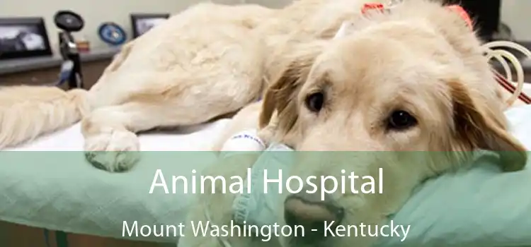 Animal Hospital Mount Washington - Kentucky