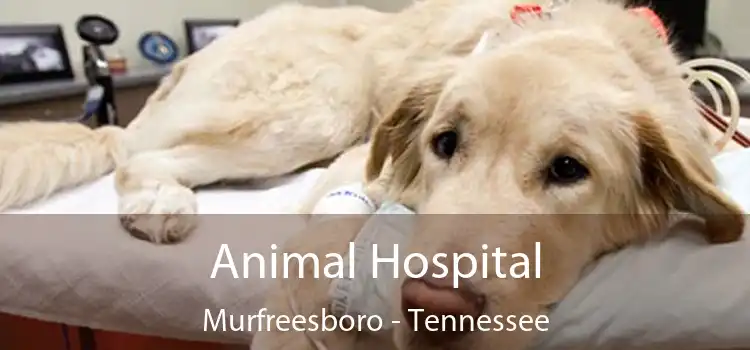 Animal Hospital Murfreesboro - Tennessee