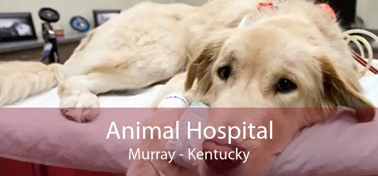 Animal Hospital Murray - Kentucky