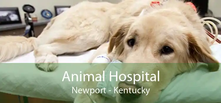 Animal Hospital Newport - Kentucky