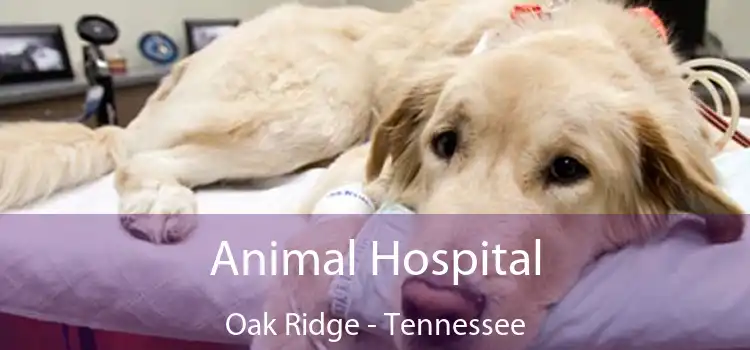 Animal Hospital Oak Ridge - Tennessee