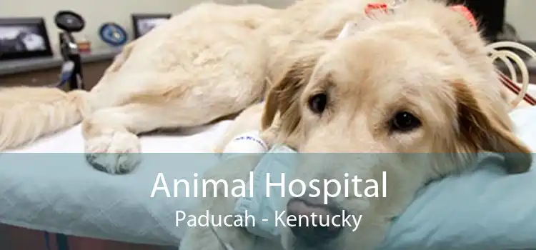 Animal Hospital Paducah - Kentucky