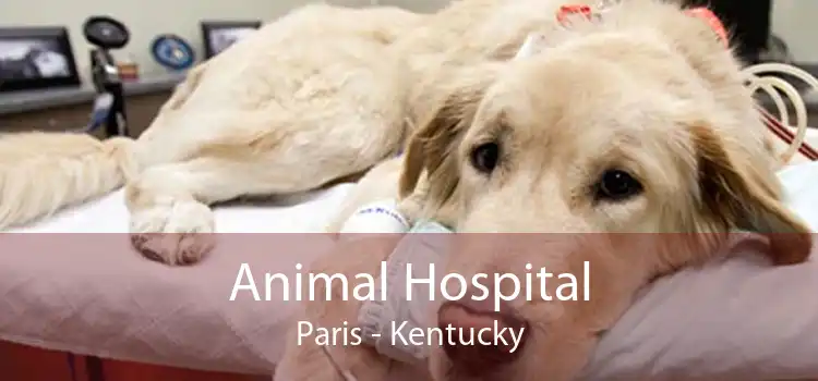 Animal Hospital Paris - Kentucky