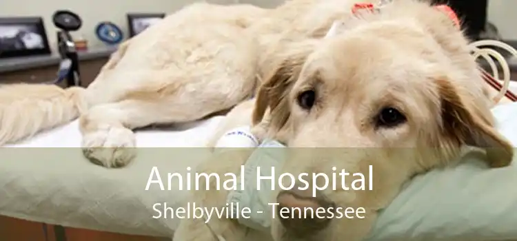 Animal Hospital Shelbyville - Tennessee