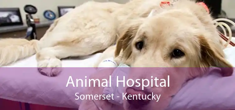 Animal Hospital Somerset - Kentucky