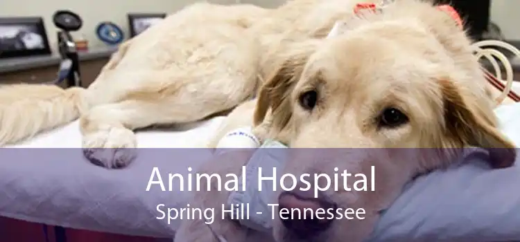 Animal Hospital Spring Hill - Tennessee