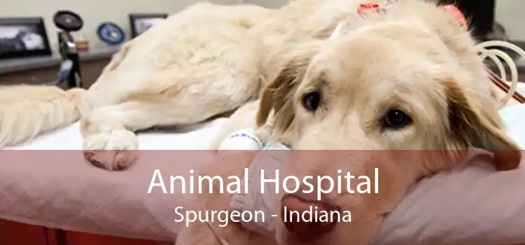 Animal Hospital Spurgeon - Indiana