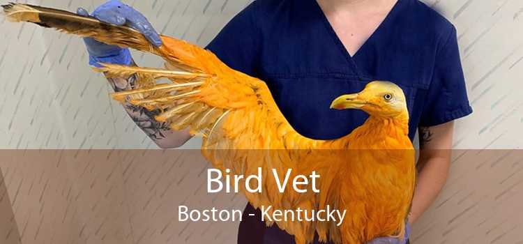 Bird Vet Boston - Kentucky