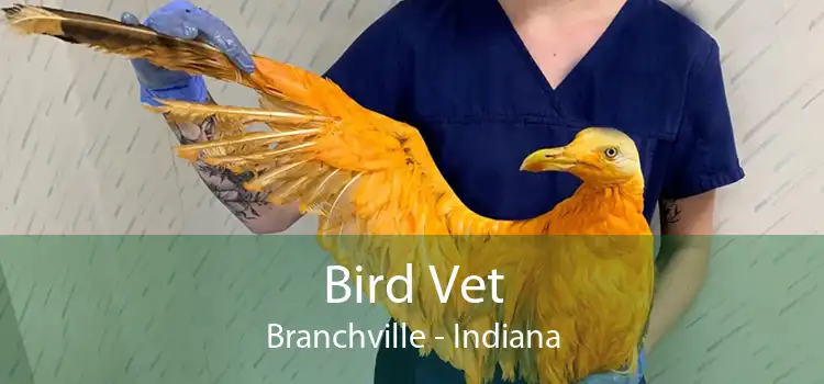 Bird Vet Branchville - Indiana