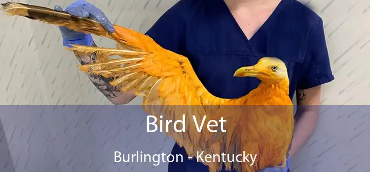 Bird Vet Burlington - Kentucky