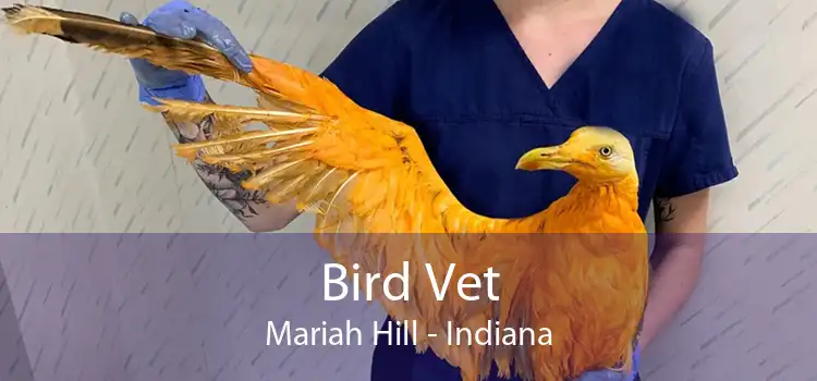 Bird Vet Mariah Hill - Indiana