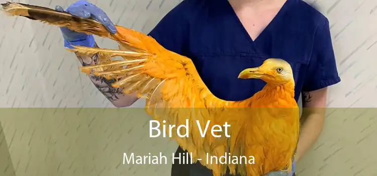 Bird Vet Mariah Hill - Indiana