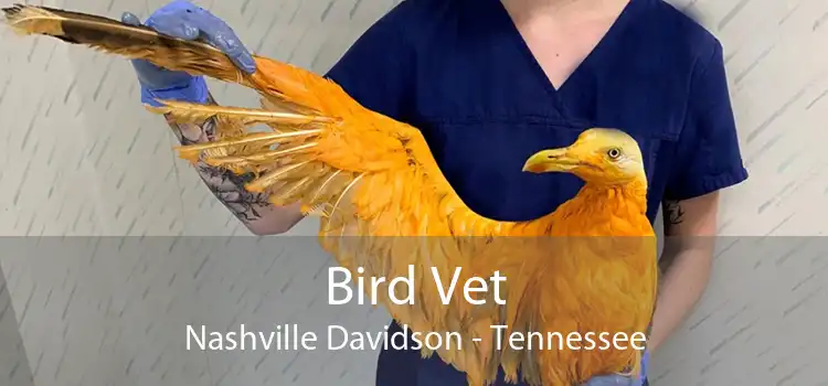 Bird Vet Nashville Davidson - Tennessee