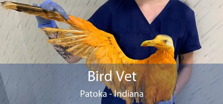 Bird Vet Patoka - Indiana