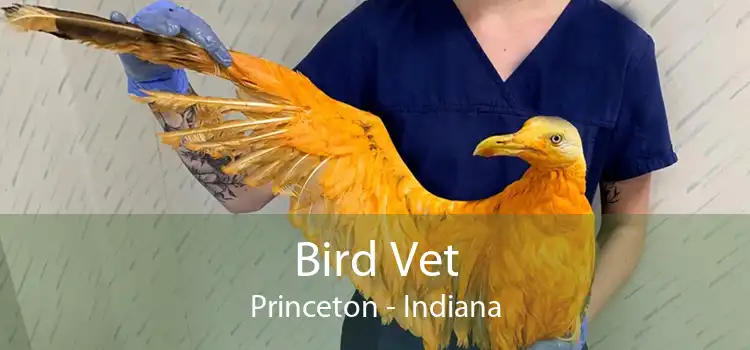 Bird Vet Princeton - Indiana