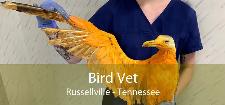 Bird Vet Russellville - Tennessee
