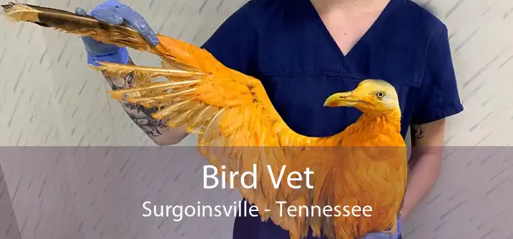 Bird Vet Surgoinsville - Tennessee