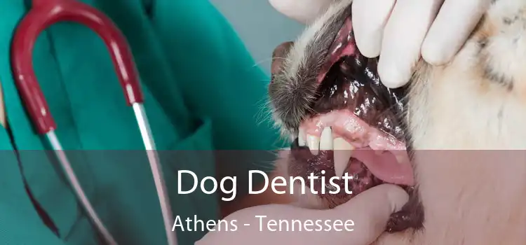 Dog Dentist Athens - Tennessee