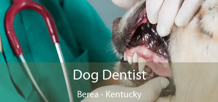 Dog Dentist Berea - Kentucky