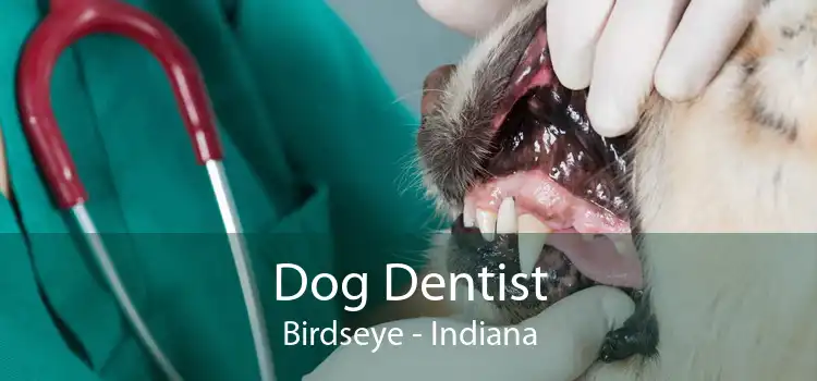 Dog Dentist Birdseye - Indiana