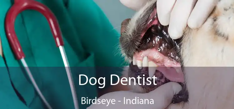 Dog Dentist Birdseye - Indiana